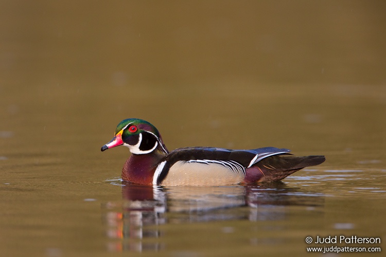 Wood Duck, New York, United States